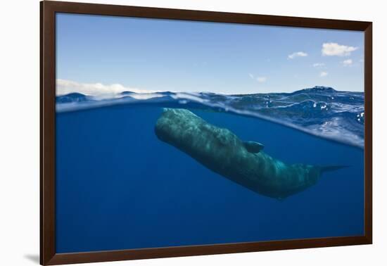 Sperm Whale (Physeter Macrocephalus)-Reinhard Dirscherl-Framed Photographic Print