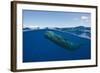 Sperm Whale (Physeter Macrocephalus)-Reinhard Dirscherl-Framed Photographic Print