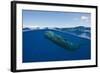 Sperm Whale (Physeter Macrocephalus)-Reinhard Dirscherl-Framed Photographic Print