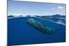 Sperm Whale (Physeter Macrocephalus)-Reinhard Dirscherl-Mounted Photographic Print