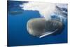 Sperm Whale (Physeter Macrocephalus)-Reinhard Dirscherl-Stretched Canvas