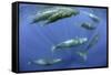 Sperm whale pod, Dominica, Caribbean Sea, Atlantic Ocean, January, Vulnerable species-Franco Banfi-Framed Stretched Canvas