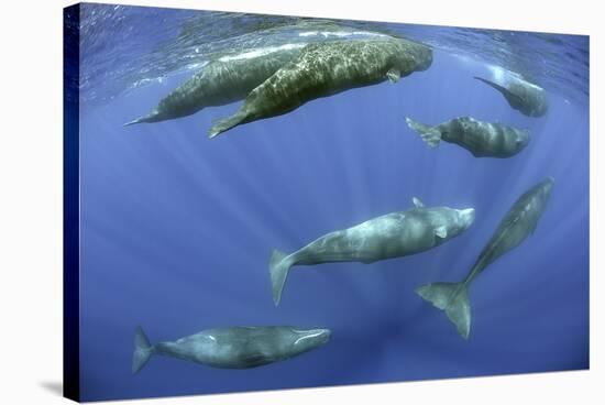 Sperm whale pod, Dominica, Caribbean Sea, Atlantic Ocean, January, Vulnerable species-Franco Banfi-Stretched Canvas