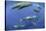 Sperm whale pod, Dominica, Caribbean Sea, Atlantic Ocean, January, Vulnerable species-Franco Banfi-Stretched Canvas