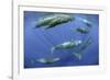 Sperm whale pod, Dominica, Caribbean Sea, Atlantic Ocean, January, Vulnerable species-Franco Banfi-Framed Photographic Print