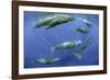 Sperm whale pod, Dominica, Caribbean Sea, Atlantic Ocean, January, Vulnerable species-Franco Banfi-Framed Photographic Print