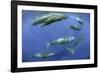 Sperm whale pod, Dominica, Caribbean Sea, Atlantic Ocean, January, Vulnerable species-Franco Banfi-Framed Photographic Print