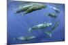 Sperm whale pod, Dominica, Caribbean Sea, Atlantic Ocean, January, Vulnerable species-Franco Banfi-Mounted Photographic Print