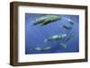 Sperm whale pod, Dominica, Caribbean Sea, Atlantic Ocean, January, Vulnerable species-Franco Banfi-Framed Photographic Print