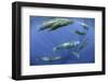 Sperm whale pod, Dominica, Caribbean Sea, Atlantic Ocean, January, Vulnerable species-Franco Banfi-Framed Photographic Print