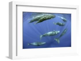 Sperm whale pod, Dominica, Caribbean Sea, Atlantic Ocean, January, Vulnerable species-Franco Banfi-Framed Photographic Print