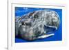 Sperm whale portrait, with remora fish, Dominica, Caribbean Sea, Atlantic Ocean-Franco Banfi-Framed Photographic Print