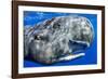 Sperm whale portrait, with remora fish, Dominica, Caribbean Sea, Atlantic Ocean-Franco Banfi-Framed Photographic Print