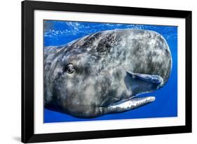 Sperm whale portrait, with remora fish, Dominica, Caribbean Sea, Atlantic Ocean-Franco Banfi-Framed Photographic Print