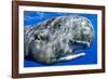 Sperm whale portrait, with remora fish, Dominica, Caribbean Sea, Atlantic Ocean-Franco Banfi-Framed Photographic Print