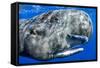 Sperm whale portrait, with remora fish, Dominica, Caribbean Sea, Atlantic Ocean-Franco Banfi-Framed Stretched Canvas