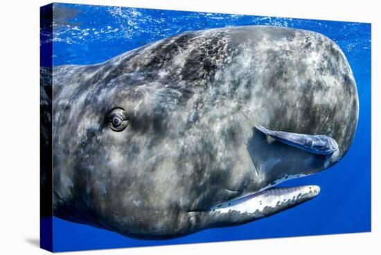 Sperm whale portrait, with remora fish, Dominica, Caribbean Sea, Atlantic Ocean-Franco Banfi-Stretched Canvas