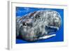 Sperm whale portrait, with remora fish, Dominica, Caribbean Sea, Atlantic Ocean-Franco Banfi-Framed Photographic Print