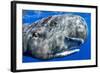 Sperm whale portrait, with remora fish, Dominica, Caribbean Sea, Atlantic Ocean-Franco Banfi-Framed Photographic Print