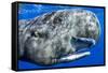 Sperm whale portrait, with remora fish, Dominica, Caribbean Sea, Atlantic Ocean-Franco Banfi-Framed Stretched Canvas