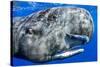 Sperm whale portrait, with remora fish, Dominica, Caribbean Sea, Atlantic Ocean-Franco Banfi-Stretched Canvas