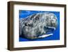 Sperm whale portrait, with remora fish, Dominica, Caribbean Sea, Atlantic Ocean-Franco Banfi-Framed Photographic Print