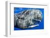 Sperm whale portrait, with remora fish, Dominica, Caribbean Sea, Atlantic Ocean-Franco Banfi-Framed Photographic Print