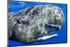 Sperm whale portrait, with remora fish, Dominica, Caribbean Sea, Atlantic Ocean-Franco Banfi-Mounted Photographic Print