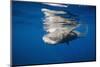 Sperm Whale Swimming Just under the Surface (Physeter Catodon), Caribbean, Dominica-Reinhard Dirscherl-Mounted Photographic Print