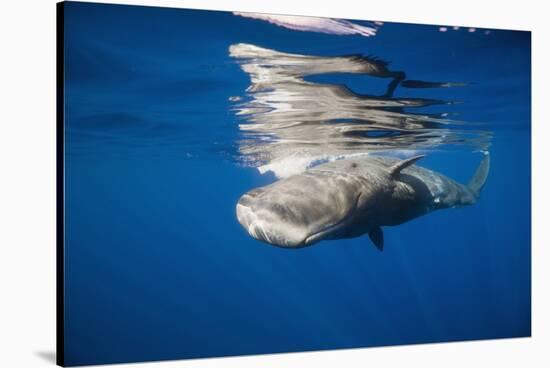 Sperm Whale Swimming Just under the Surface (Physeter Catodon), Caribbean, Dominica-Reinhard Dirscherl-Stretched Canvas