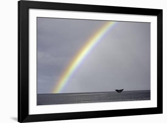 Sperm whale tail fluke above water as it dives below a rainbow, Caribbean Sea. Digital composite-Franco Banfi-Framed Photographic Print