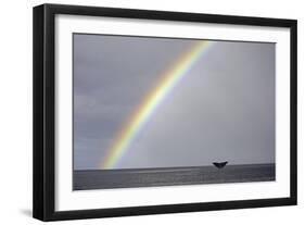 Sperm whale tail fluke above water as it dives below a rainbow, Caribbean Sea. Digital composite-Franco Banfi-Framed Photographic Print