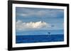 Sperm whale tail slapping, Dominica, Caribbean Sea-Franco Banfi-Framed Photographic Print