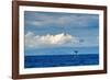 Sperm whale tail slapping, Dominica, Caribbean Sea-Franco Banfi-Framed Photographic Print