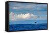 Sperm whale tail slapping, Dominica, Caribbean Sea-Franco Banfi-Framed Stretched Canvas