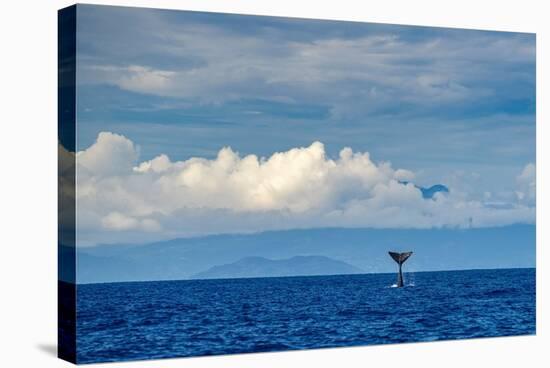 Sperm whale tail slapping, Dominica, Caribbean Sea-Franco Banfi-Stretched Canvas