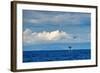 Sperm whale tail slapping, Dominica, Caribbean Sea-Franco Banfi-Framed Photographic Print