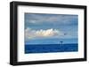 Sperm whale tail slapping, Dominica, Caribbean Sea-Franco Banfi-Framed Photographic Print