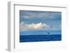 Sperm whale tail slapping, Dominica, Caribbean Sea-Franco Banfi-Framed Photographic Print