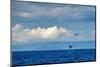 Sperm whale tail slapping, Dominica, Caribbean Sea-Franco Banfi-Mounted Photographic Print