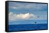 Sperm whale tail slapping, Dominica, Caribbean Sea-Franco Banfi-Framed Stretched Canvas