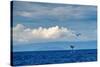 Sperm whale tail slapping, Dominica, Caribbean Sea-Franco Banfi-Stretched Canvas