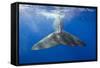 Sperm Whale Tail-Reinhard Dirscherl-Framed Stretched Canvas