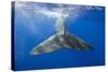 Sperm Whale Tail-Reinhard Dirscherl-Stretched Canvas