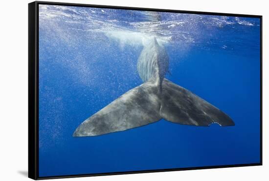 Sperm Whale Tail-Reinhard Dirscherl-Framed Stretched Canvas