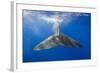 Sperm Whale Tail-Reinhard Dirscherl-Framed Photographic Print