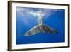 Sperm Whale Tail-Reinhard Dirscherl-Framed Photographic Print