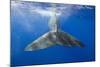 Sperm Whale Tail-Reinhard Dirscherl-Mounted Photographic Print