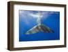 Sperm Whale Tail-Reinhard Dirscherl-Framed Photographic Print