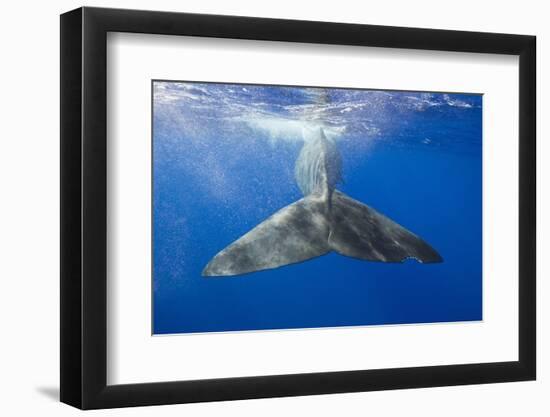 Sperm Whale Tail-Reinhard Dirscherl-Framed Photographic Print